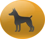 Animal Numero 27