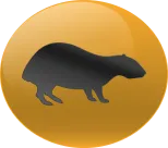 Animal Numero 31