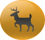 Animal Numero 34